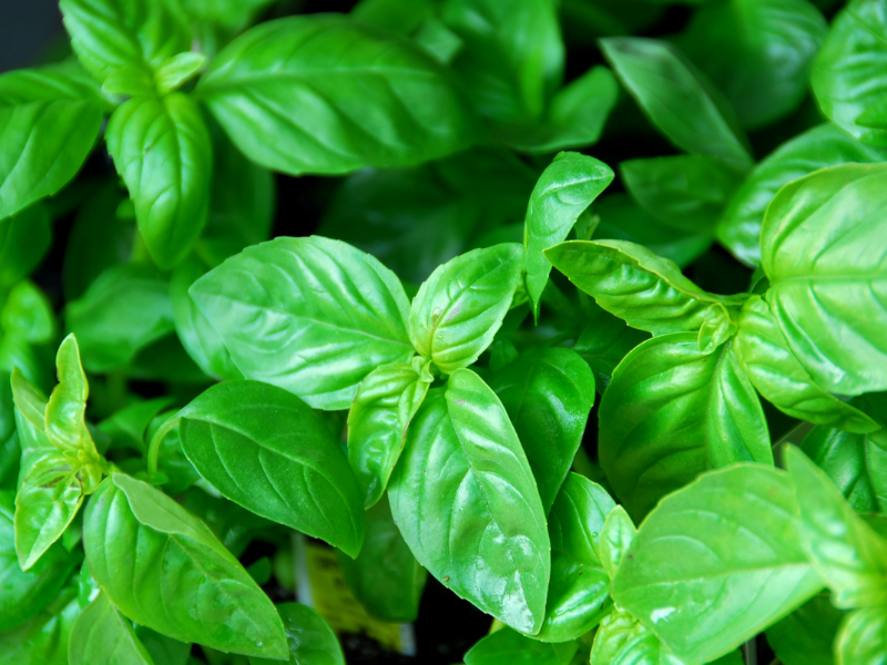 Albahaca