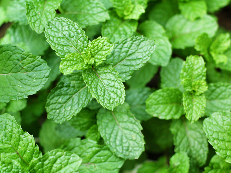 Menta