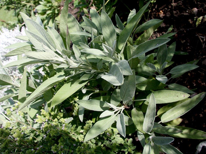 Salvia